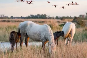 horses of the camargue, south of france